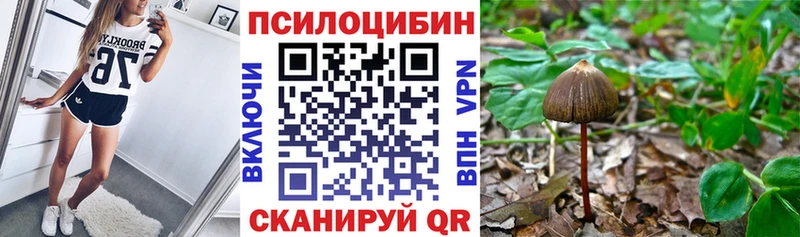 Купить закладки Ленинск-Кузнецкий Галлюциногенные грибы Psilocybe